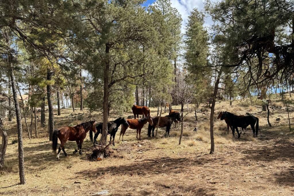 Twin Pines Casita - Big Yard, View, Porch, Hot Tub, & Charm Villa Ruidoso Exteriör bild